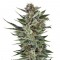 Семена сорта Quick One auto fem (Royal Queen Seeds)