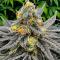 Семена сорта Mandarin Cookies fem (7CH American)