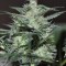 Семена сорта Super Lemon Haze fem (Green House Seeds)