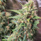 Семена сорта Blow Dream fem (Victory Seeds)