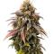 Семена сорта Ultimate Afghan Auto fem (Семяныч)