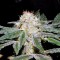 Семена сорта S.A.D. Sweet Afgani Delicious S1 fem (Sweet Seeds)
