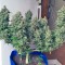 Семена сорта Black Jack fem (Sweet Seeds)