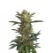Семена сорта Original Amnesia Autoflowering fem (Dinafem Seeds)
