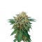 Семена сорта Shark Attack fem (Dinafem Seeds)