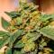 Семена сорта Ultimate Amnesia Haze Auto fem (Семяныч)