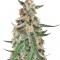 Семена сорта C99 fem (Female Seeds)