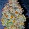 Семена сорта Louis XIII fem (7CH American)