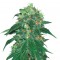 Семена сорта Punky Lion fem (Samsara Seeds)