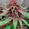 Семена сорта Tropicanna Poison F1 Fast Version (Sweet Seeds)