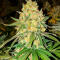 Семена сорта Ultimate Amnesia Haze Auto fem (Семяныч)