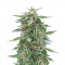 Семена сорта Auto Northern Lights fem (Pyramid Seeds)