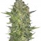 Семена сорта Serious Kush fem (Serious Seeds)