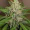 Семена сорта Runtz XL Auto (Sweet Seeds)