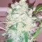 Семена сорта Bulk Smash Auto fem (Dr. Krippling Seeds)