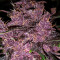 Семена сорта Purple Lemonade Auto fem (FastBuds)