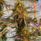 Семена сорта Mandarin Cookies fem (7CH American)