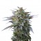 Семена сорта Blue Mystic fem (Royal Queen Seeds)