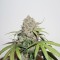 семена марихуаны CBD Charlotte’s Angel (Dutch Passion)