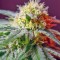 Семена сорта Killer Kush F1 Fast Version fem (Sweet Seeds)