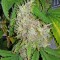 Семена сорта California Dream fem (Mandala Seeds)