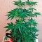 Семена сорта Auto California Kush fem (00 Seeds)
