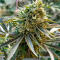 Семена сорта Mandarin Cookies fem (7CH American)