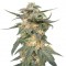 Семена сорта Royal Haze Automatic fem (Royal Queen Seeds)