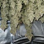 forbidden-runtz-auto-fem-fastbuds.jpg
