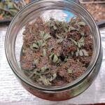 lemon-cherry-cookies-auto-fem-fastbuds.jpg
