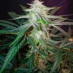 mint-jelly-auto-fem-humboldt-seed-company.jpg
