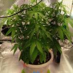 miracle-alien-cookies-mac-fem-7ch-american.jpg