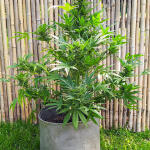 orange-sherbet-auto-fem-fastbuds.jpg