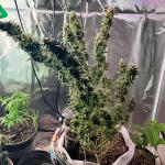 godfather-og-auto-fem-7ch-american.jpg