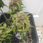 highcloudz-auto-fem-ghs.jpg