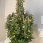strawberry-pie-auto-fem-fastbuds.jpg