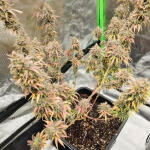 apple-betty-fem-herbies-seeds.jpg
