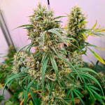 blueberry-hill-fem-herbies-seeds.jpg