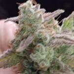 bubble-gummy-auto-fem-ethos-genetics.jpg