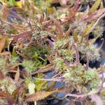 dossidos-cookies-autoflower-fem-easy-grow-seeds.jpg