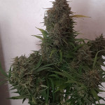 purple-punch-og-xl-auto-fem-sweet-seeds.jpg