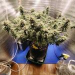 special-tangie-auto-fem-Semyanich.jpg