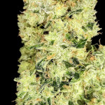 apple-strudel-auto-fem-fastbuds.jpg