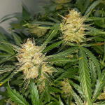 bruce-banner-auto-fem-Semyanich.jpg