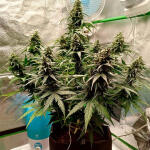 florida-sunrise-auto-fem-7ch-american.jpg