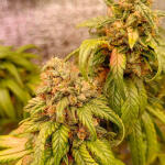 gelato-2-auto-fem-Semyanich.jpg