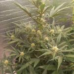 guava-auto-fem-fastbuds.jpg