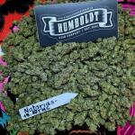 notorious-thc-fem-humboldt-seed-company.jpg