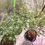 banana-purple-punch-auto-fem-fastbuds.jpg
