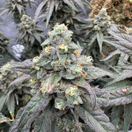 blue-sunset-sherbert-fem-barneys-farm.jpg